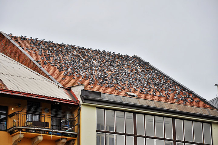 A2B Pest Control are able to install spikes to deter birds from roofs in Malton. 