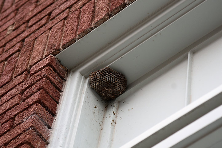 We provide a wasp nest removal service for domestic and commercial properties in Malton.